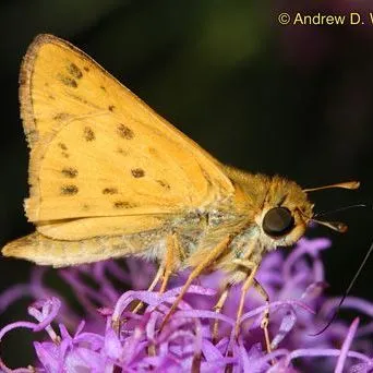 thumbnail for publication: Fiery Skipper Hylephila phyleus (Drury) (Insecta: Lepidoptera: Hesperiidae)